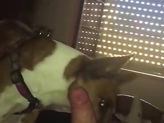Licking Big Beautiful Dick