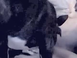 Animal Creampie Videos