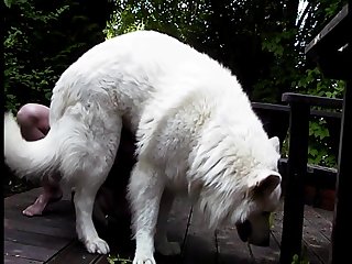 Zooskoolvideos