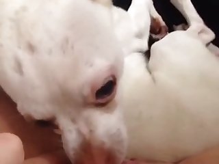 Animal On Animal Porn Comic
