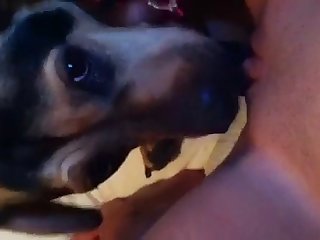 Xxx Animal Sex Porn