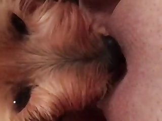Wilbur Porn Animal Crossing
