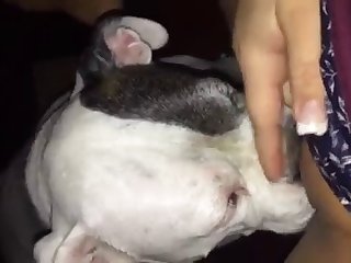 Anime Animal Lesbian Porn