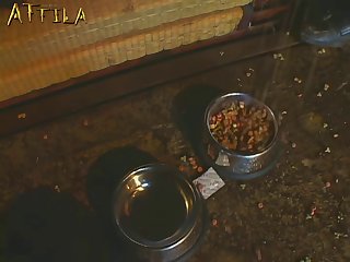 Animal Sex Dog Video