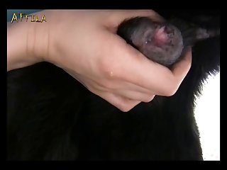 Animal Sex 3d Porn