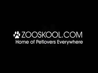 Animal Sex Real