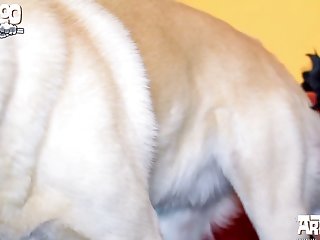 Male Dog Anal Zoo Porn