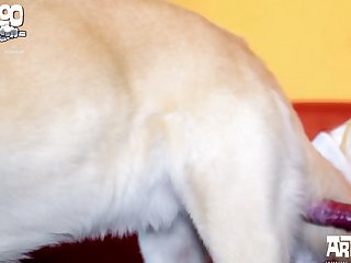 Male Dog Anal Zoo Porn