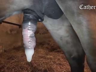 Hd Porn Video Animal