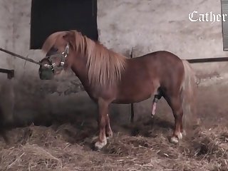 Hd Porn Video Animal