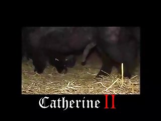 Is Watching Animal Porn Illegal In India