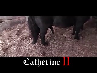 Is Watching Animal Porn Illegal In India