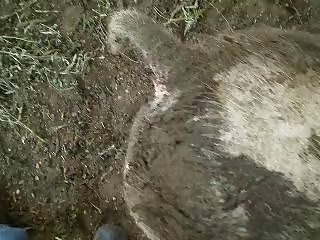 Porno Doidocom Animal