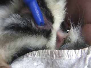 Assistir Filme Porno Animal