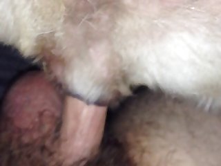 Animal Crossing Porno Comic