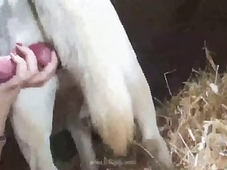 Porno Mamada Animal