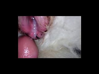 Porno Com Animal Anal