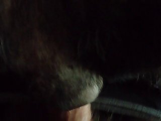 Porno Animal Com Travesti