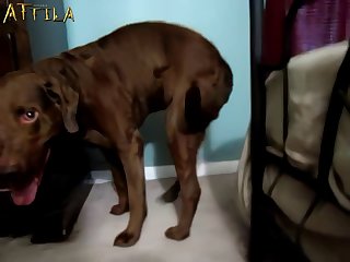 Animal Sex Tube Free