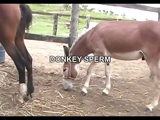 Donkey Sperm