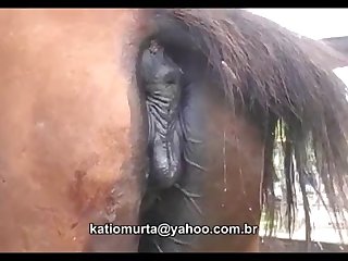 Donkey Sperm
