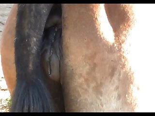 Stallion Apalusa
