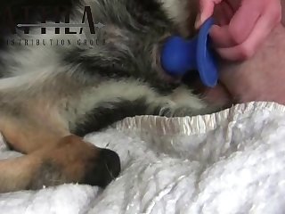 86545 Man Fuck Gsd