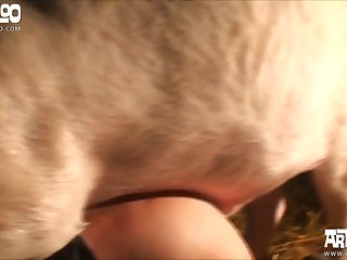 My Life As Inukai San's Dog Porn Comic