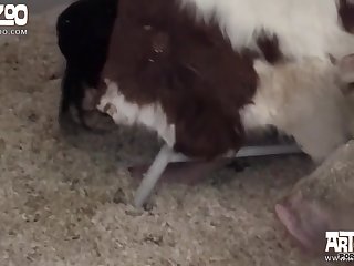 Denise Frazier Dog Porn Leaked