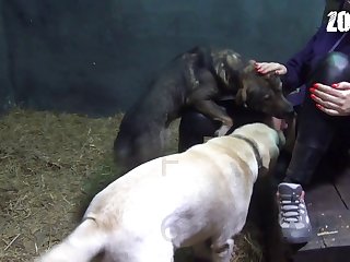 Dog Xxx Owner