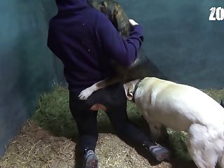 Dog Xxx Owner