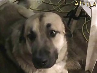 Girls And Horse Porn Videos