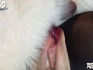 Zoofilia Novinha Com Cachorro