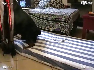 سكسي حيوانات