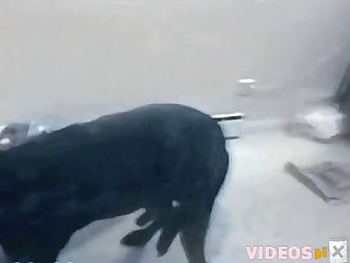 Right Housewife Kneeled Facing Her Dog And Arched Her