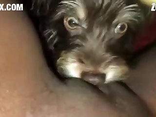 [480x270] Puppy Enjoys Eating Virgin Pussy z00.rocks = zoo porn without any ads